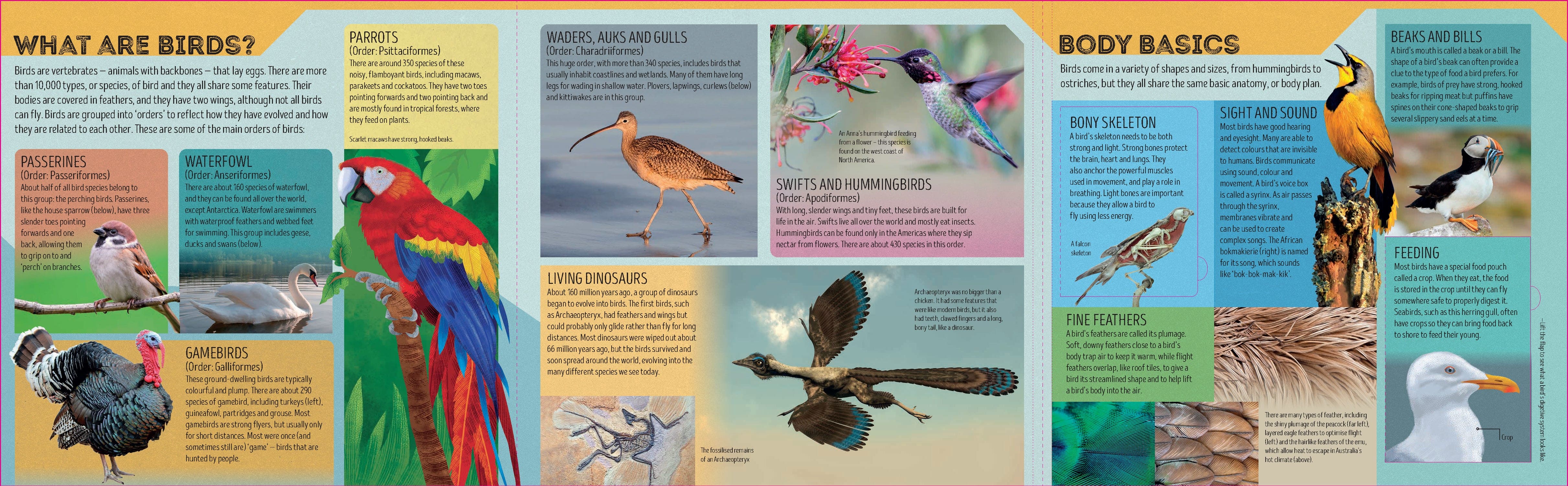 Bird Atlas - Image 2