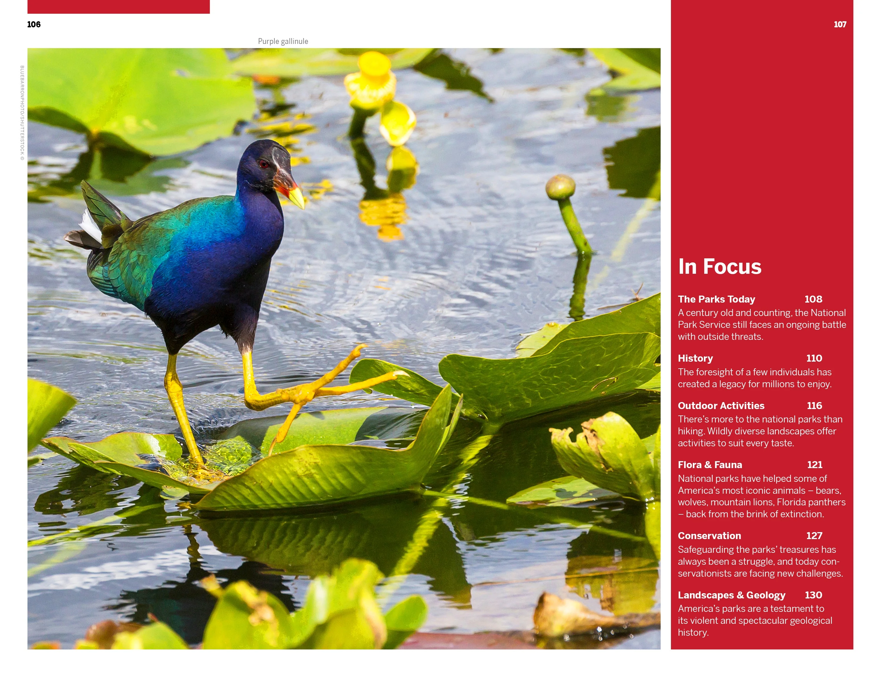 Florida & the South's National Parks - Book + eBook - Image 17