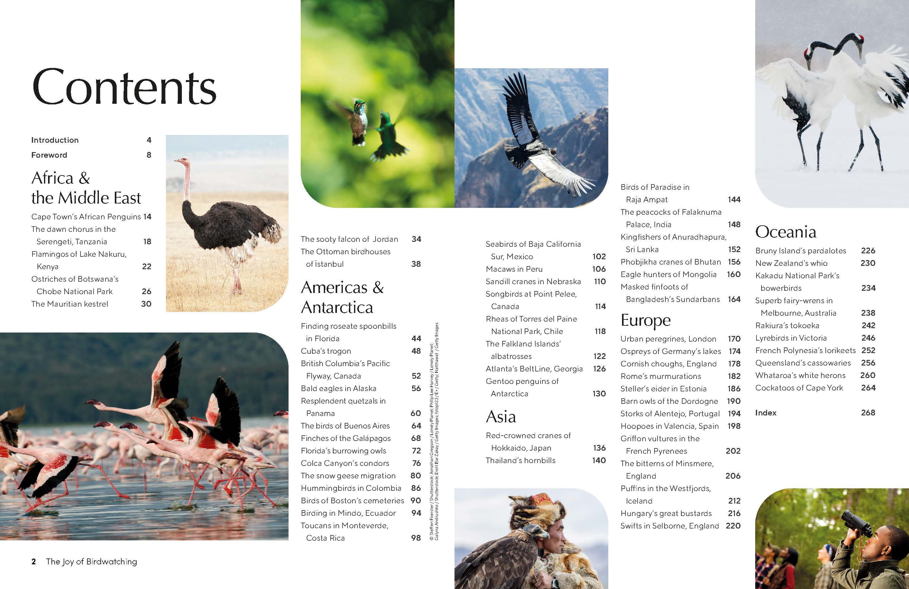 The Joy of Birdwatching - Image 2