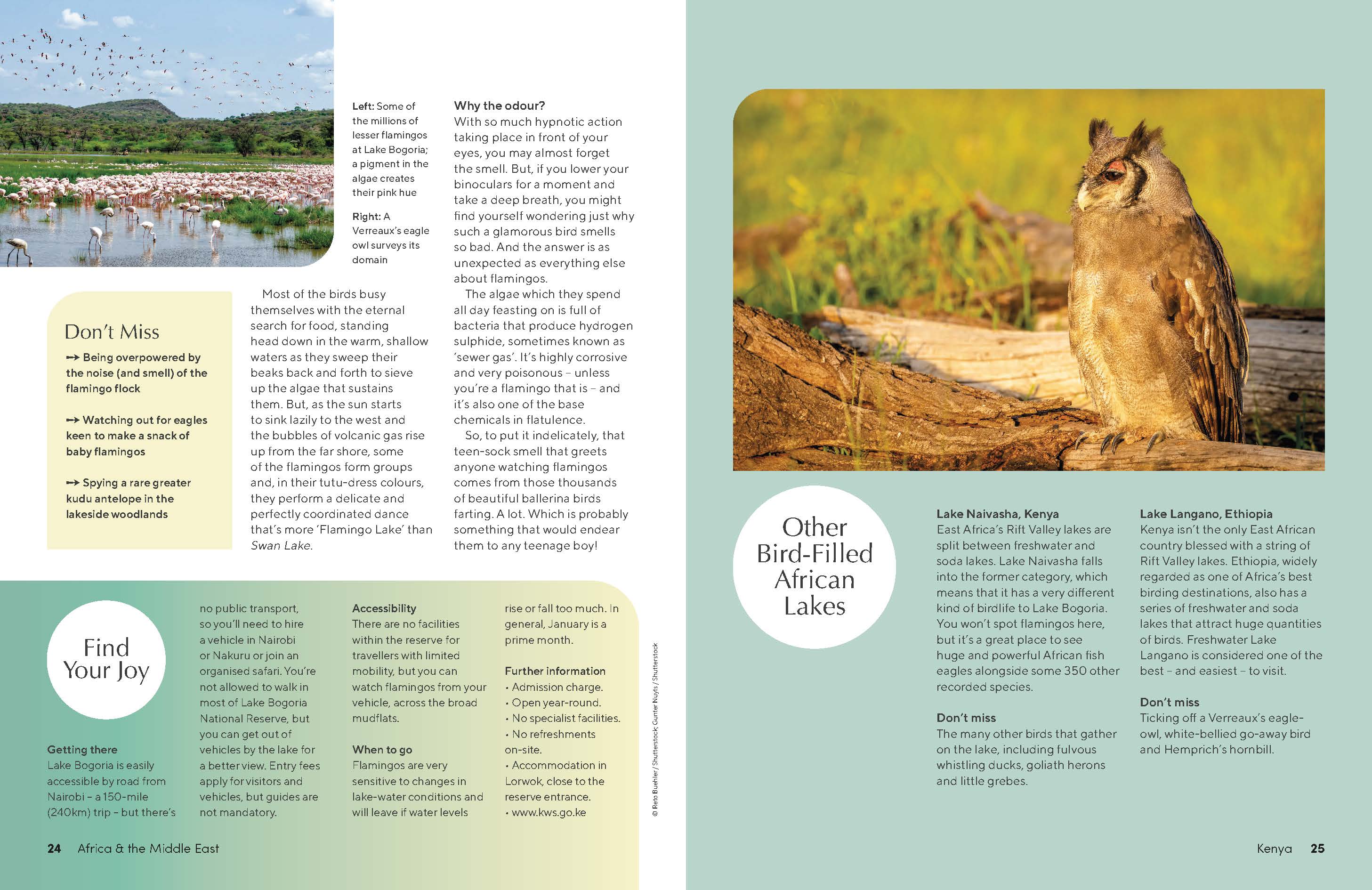 The Joy of Birdwatching - Image 6