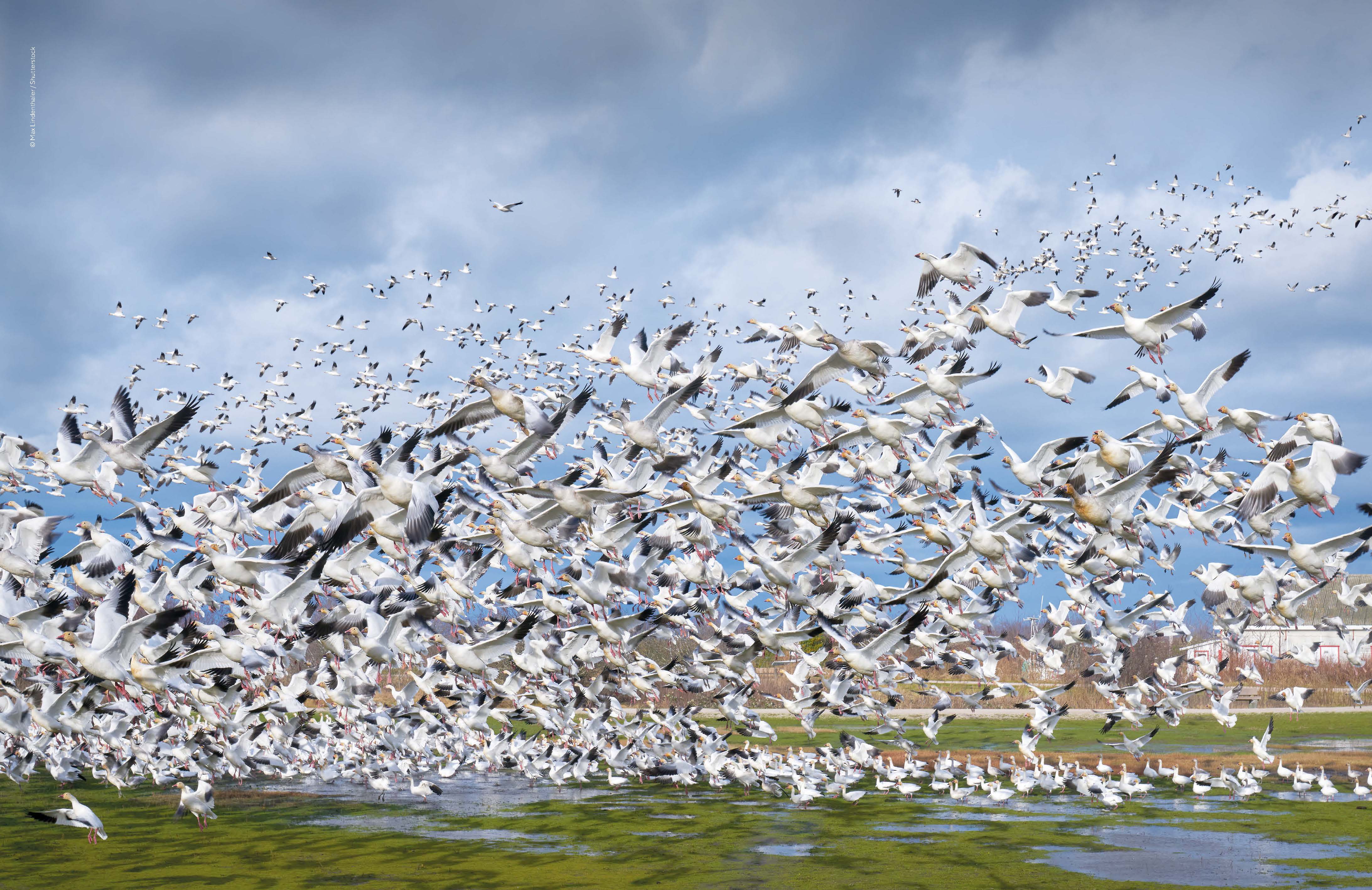 The Joy of Birdwatching - Image 9