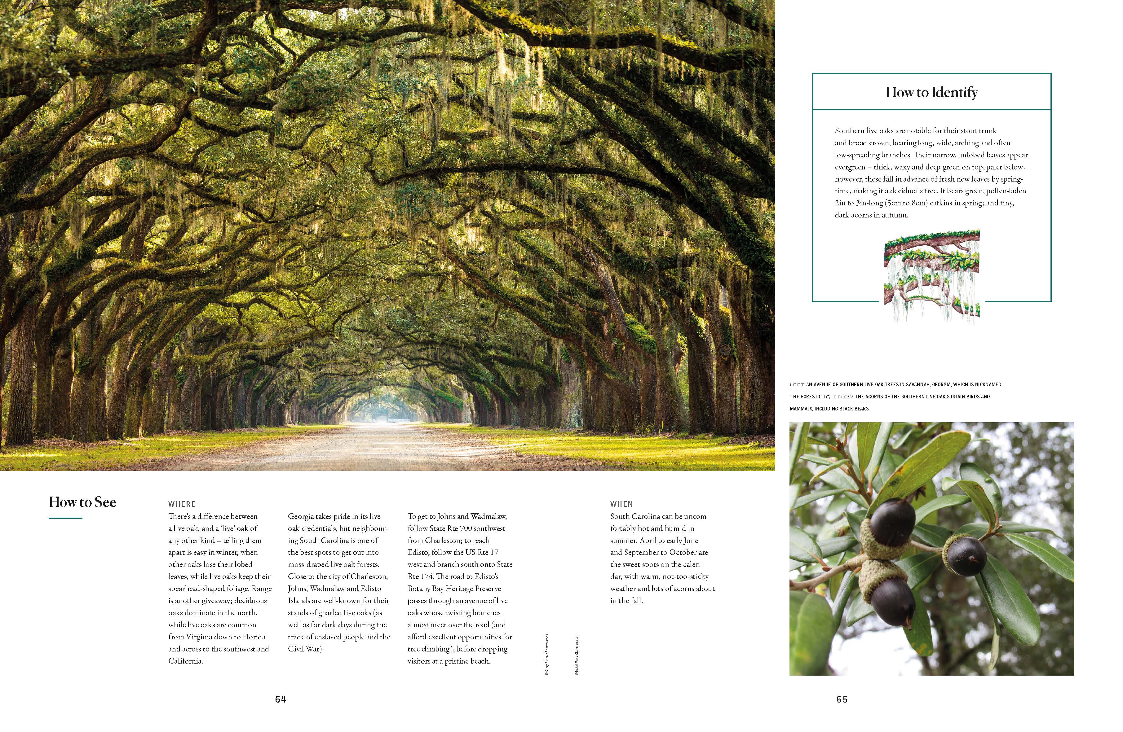 The Tree Atlas - Image 10